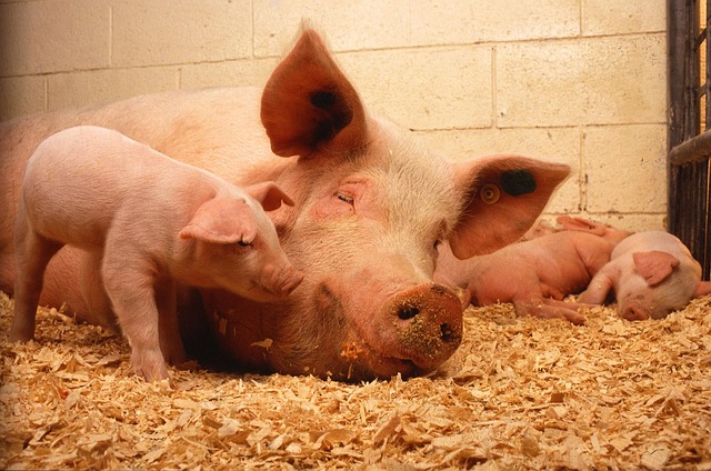  Greffe d’un rein de porc sur un homme : ça fonctionne !