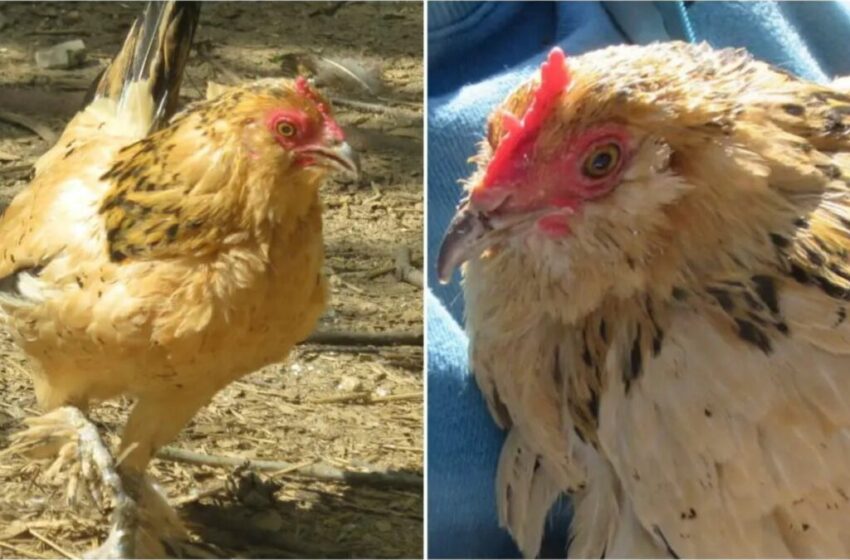  Guinness World Records : voici “Peanut”, le plus vieux poulet vivant du monde