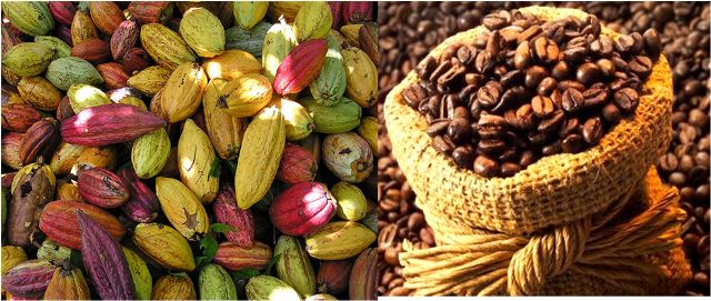  Madagascar : les producteurs saluent la hausse du prix de vente du cacao