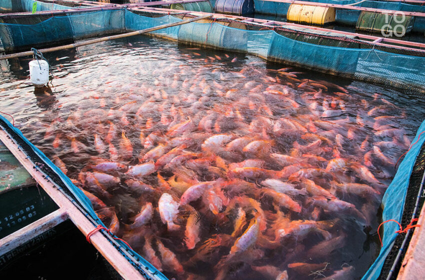  Voici le poisson le plus consommé au monde