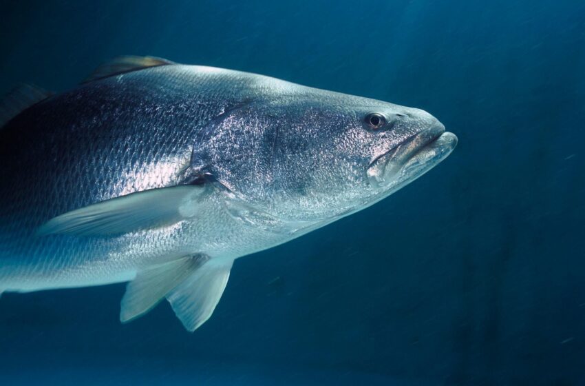  Le totoaba, une espèce en voie de disparition menacée par le trafic illégal