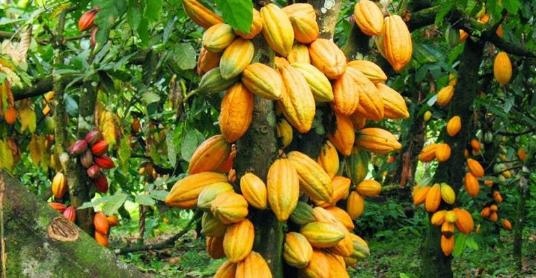  Le prix du cacao explose des records vieux de 46 ans !