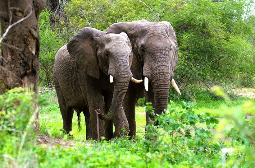  Préservation de l’espèce faunique : Le gouvernement renforce la protection des éléphants menacés d’extinction!