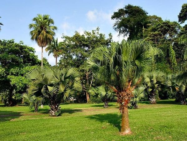 Limbé, son jardin botanique et le Mont Cameroun