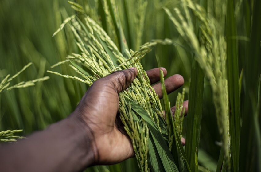  Un programme rizicole pour quatre pays d’Afrique de l’Ouest, dont le Sénégal