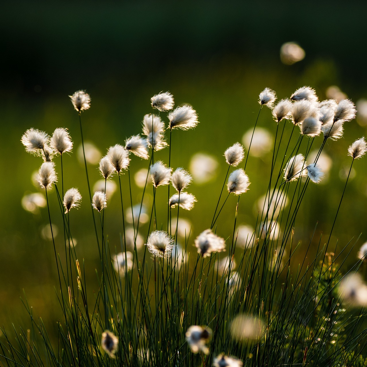 champ de coton