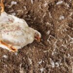 POULET MORT GRIPPE AVIAIRE