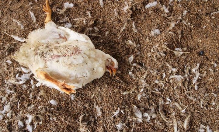 POULET MORT GRIPPE AVIAIRE