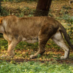Un homme mortellement mutilé dans l’enclos des lions, il voulait prendre un selfie