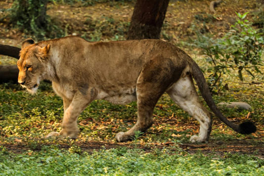  Un homme mortellement mutilé dans l’enclos des lions, il voulait prendre un selfie