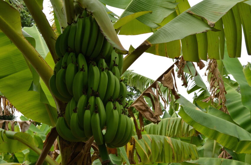  Exportateurs de bananes en Afrique : la Côte d’Ivoire devance le Cameroun