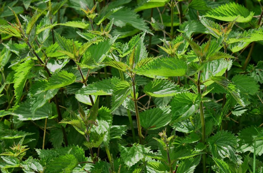  Allemagne : Consommer du cannabis désormais légal en Allemagne dès le 1er avril !