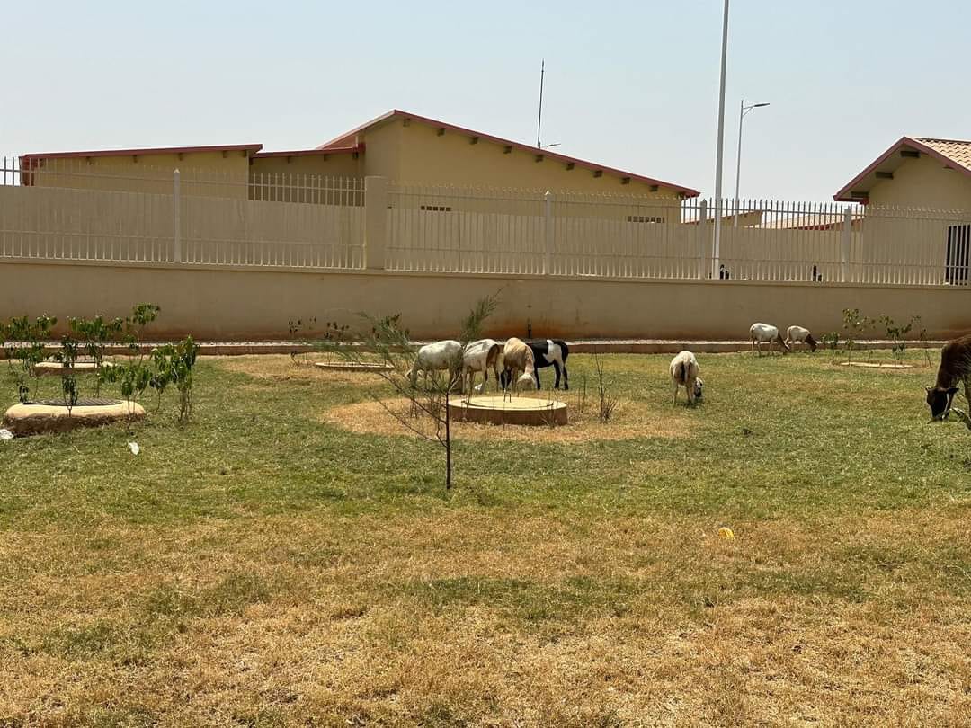 KORHOGO: Des moutons se donnent rendez-vous devant la Cité CAN 2023( photos)!