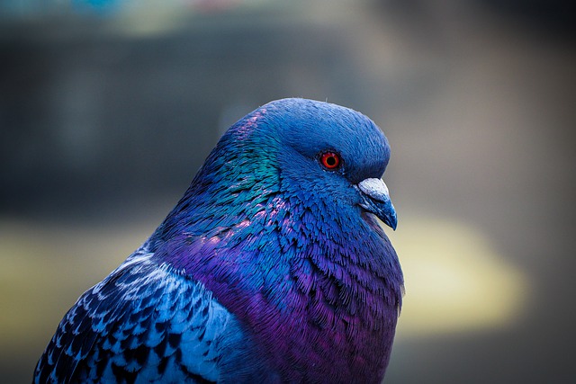  Insolite : un pigeon accusé en Inde, libéré après 08 mois de prison (les faits)