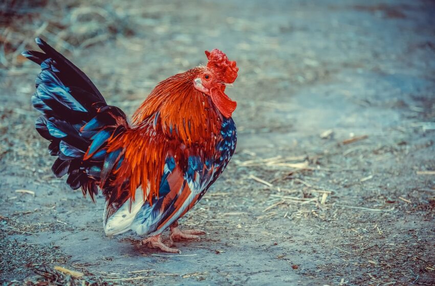  Côte d’Ivoire : Cette entrépise d’elévage vous livre du poulets en grande quantité