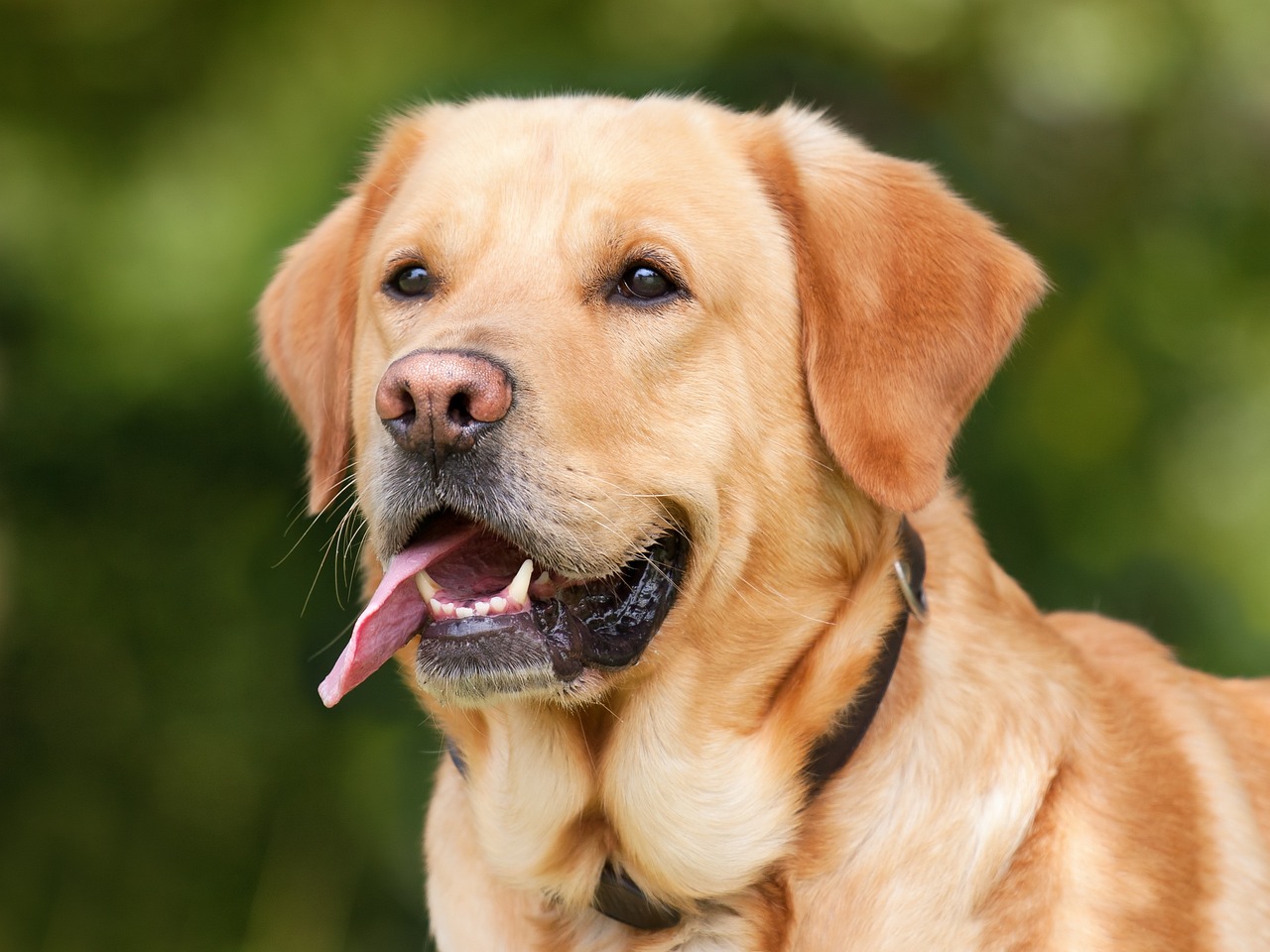 Un homme aurait eu son p.nis mordu et mangé par son chien de compagnie !