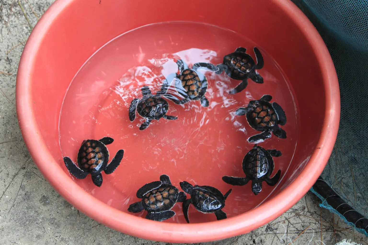 8 enfants et 1 adulte meurent après avoir mangé de la viande de tortue de mer sur une île africaine isolée.