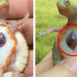 Un bébé tortue albinos nommé "hope" (espoir) est né avec un coeur trop grand pour sa carapace et son coeur est visible de l'extérieur (photo)!