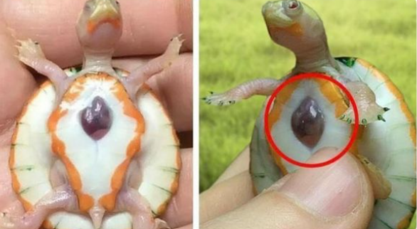 Un bébé tortue albinos nommé "hope" (espoir) est né avec un coeur trop grand pour sa carapace et son coeur est visible de l'extérieur (photo)!