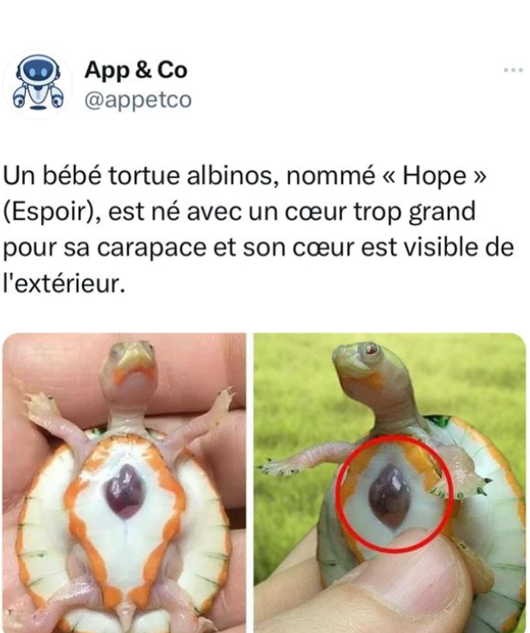 Un bébé tortue albinos nommé "hope" (espoir) est né avec un coeur trop grand pour sa carapace et son coeur est visible de l'extérieur (photo)!