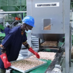 Côte d'Ivoire : L’usine de transformation de cajou Dénia cesse ses activités