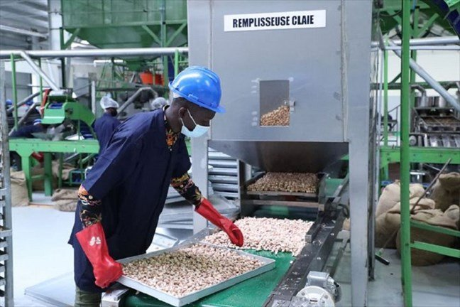 Côte d'Ivoire : L’usine de transformation de cajou Dénia cesse ses activités