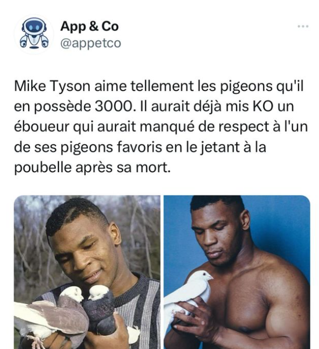 Mike Tyson possède 3000 pigeons, il aurait dejà mis KO un éboueur qui aurait manqué de respect à l'un...