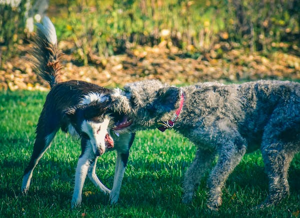 Comment rendre votre chien plus agressif ?