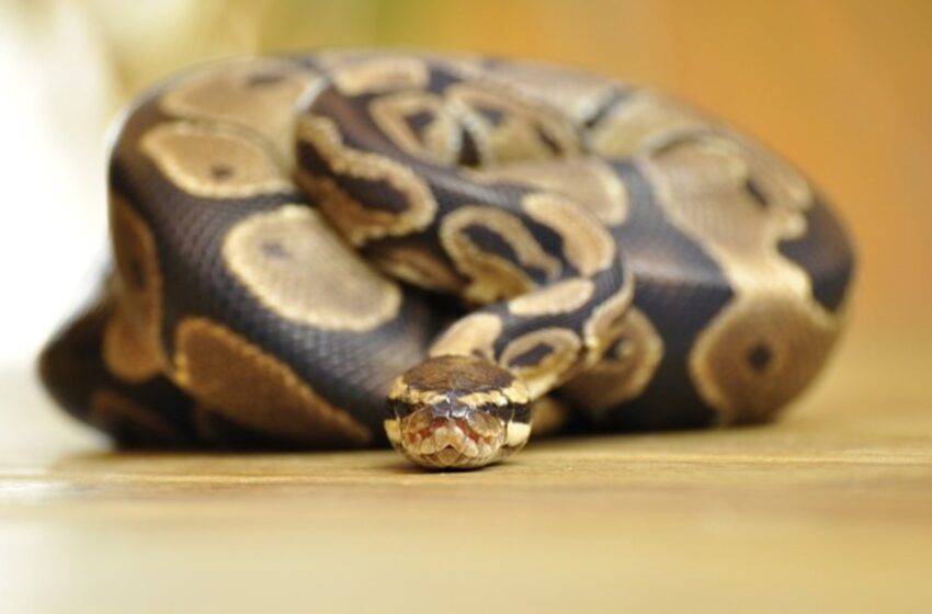  Pour le selfie parfait, elle se retrouve avec un serpent…dans l’oreille!