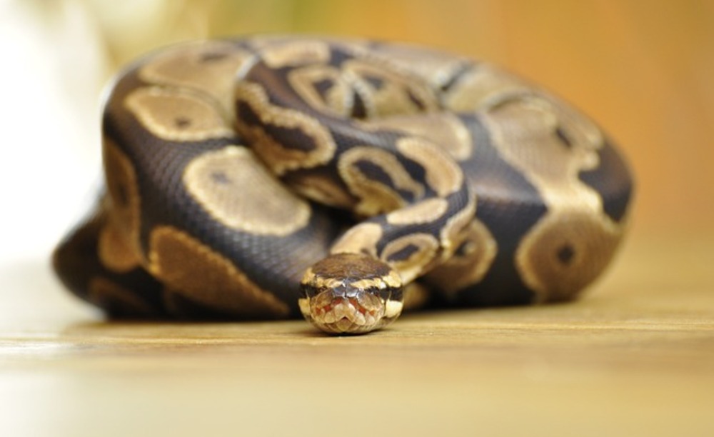 Pour le selfie parfait, elle se retrouve avec un serpent…dans l’oreille!