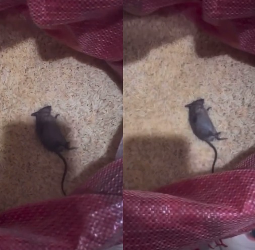 Difficulté : Que devrais-je faire ? - Une femme demande après avoir trouvé un rat mort dans son sac de riz (vidéo)