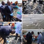 Sécurité alimentaire : Poissons retrouvés morts à ABIA Koumassi ( Abidjan)