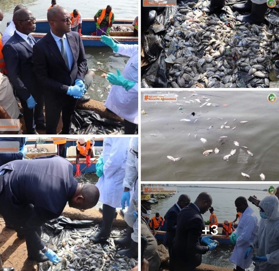 Sécurité alimentaire : Poissons retrouvés morts à ABIA Koumassi ( Abidjan)