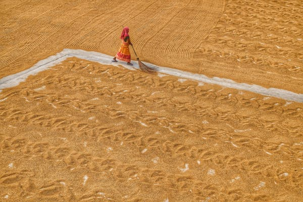 Diminution des Prix du Riz au Cameroun : Une Annonce Gouvernementale Attendue