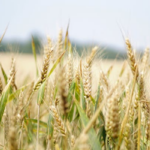 Objectif ambitieux pour l'Égypte : production visée de 3,5 millions de tonnes de blé