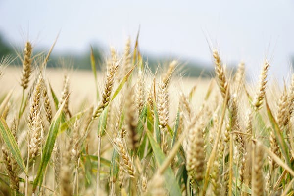  Objectif ambitieux pour l’Égypte : production visée de 3,5 millions de tonnes de blé