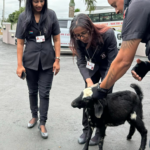 Une chèvre "arrêtée" pour avoir attaqué un chien et des élèves d'une école primaire en Afrique du Sud