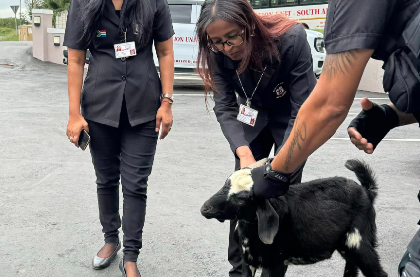  Une chèvre “arrêtée” pour avoir attaqué un chien et des élèves d’une école primaire en Afrique du Sud