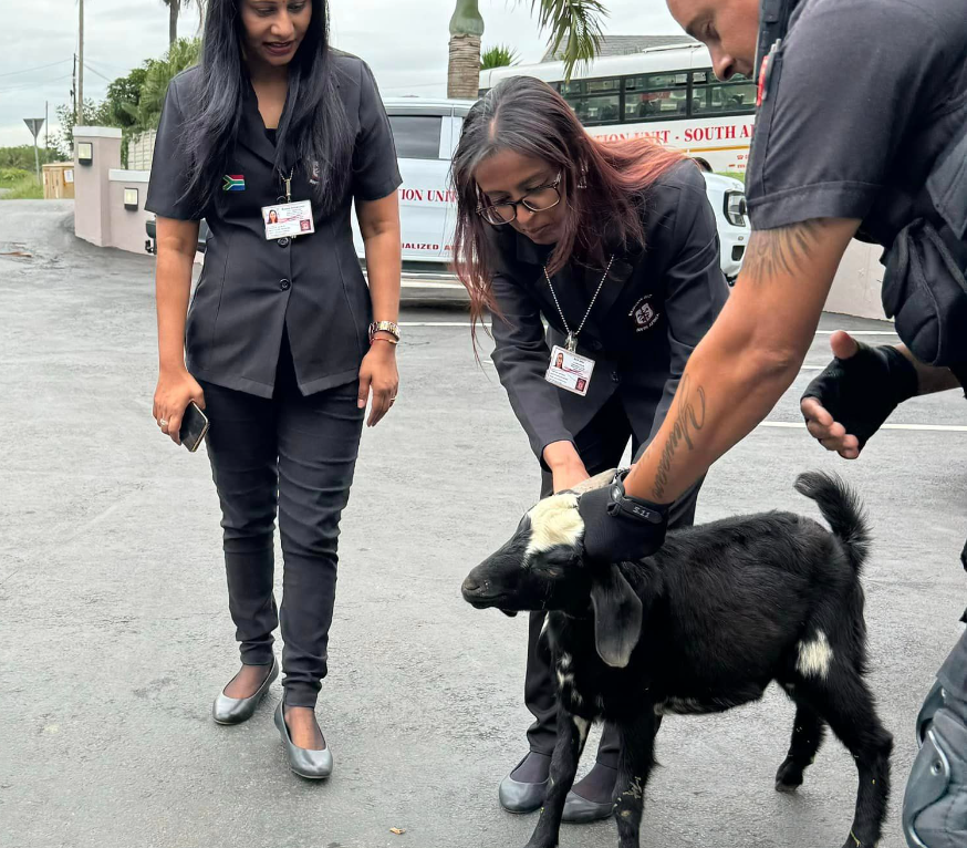 Une chèvre "arrêtée" pour avoir attaqué un chien et des élèves d'une école primaire en Afrique du Sud