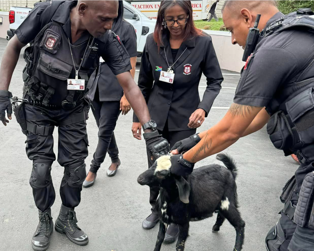 Une chèvre "arrêtée" pour avoir attaqué un chien et des élèves d'une école primaire en Afrique du Sud