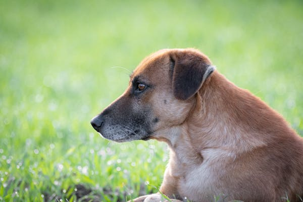 Les 10 conseils essentiels pour dresser votre chien efficacement en peu de temps