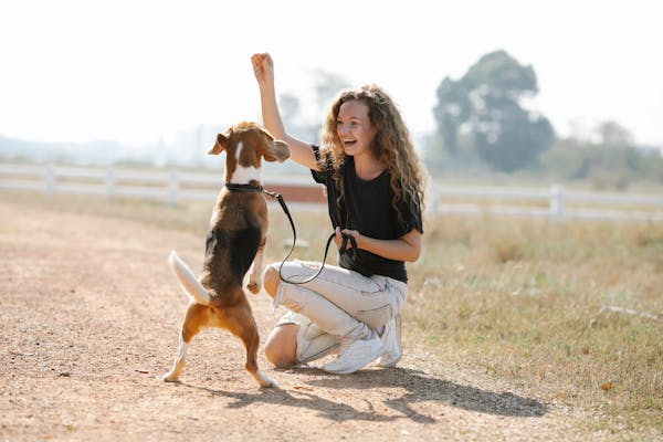 Les erreurs courantes à éviter lors du dressage de votre chien et comment les surmonter