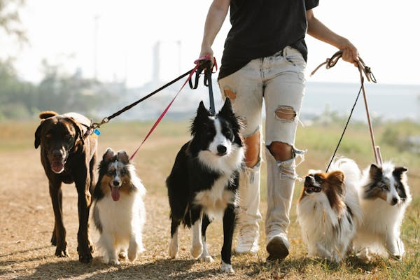 Les erreurs courantes à éviter lors du dressage de votre chien et comment les surmonter