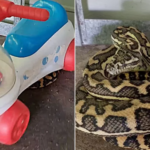 Une famille trouve chez elle un python "boule de serpent" enroulé sous un jouet d'enfant : "Une petite surprise".