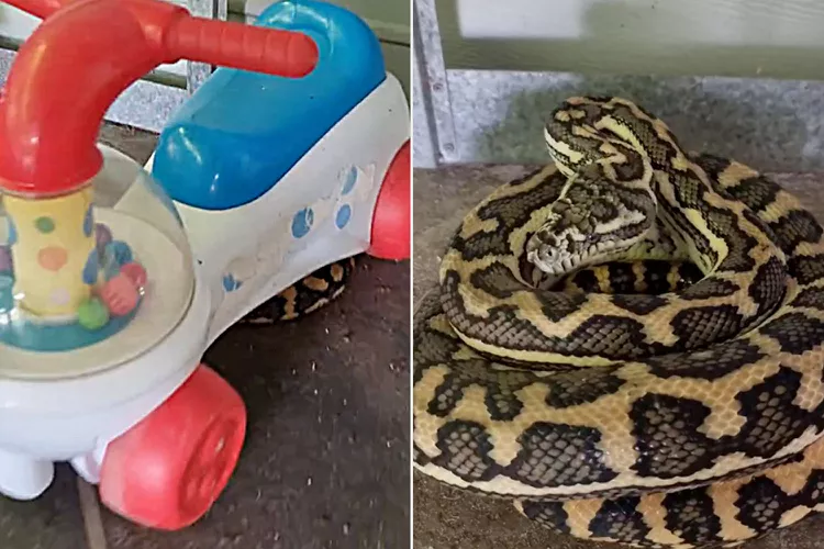  Une famille trouve chez elle un python « boule de serpent » enroulé sous un jouet d’enfant : « Une petite surprise ».