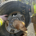 Les pompiers sauvent un chien jaune coincé dans une roue