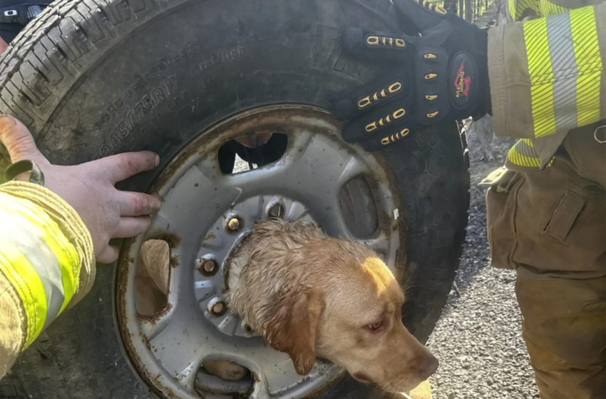  Les pompiers sauvent un chien jaune coincé dans une roue