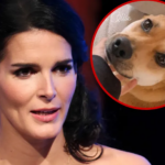 Le chien de la famille d'Angie Harmon tué par un livreur