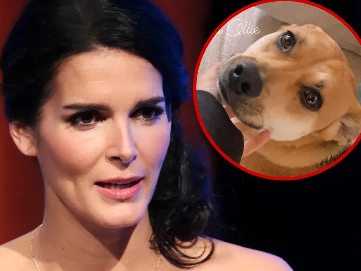 Le chien de la famille d'Angie Harmon tué par un livreur