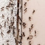 Se débarrasser des fourmis avec un mélange bon marché d'articles ménagers - "elles essaient de l'éviter".